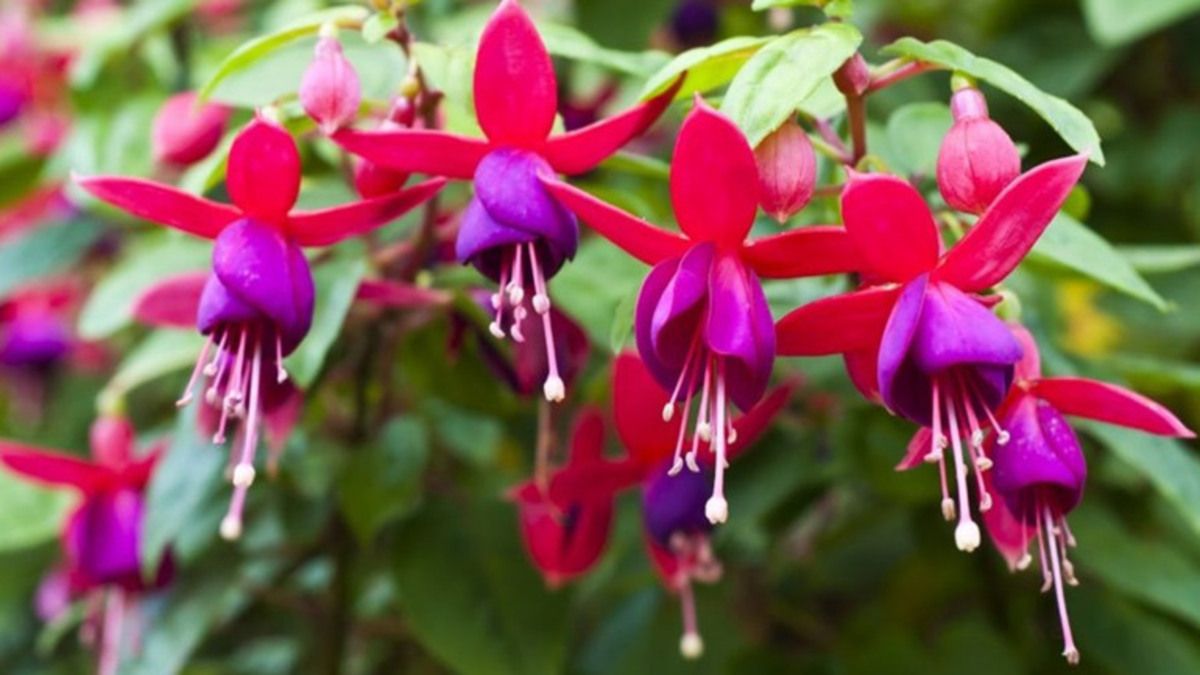 Какие цветы растут в тени Какие цветы растут в тени