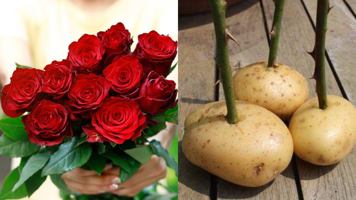 Як посадити троянду Як посадити троянду