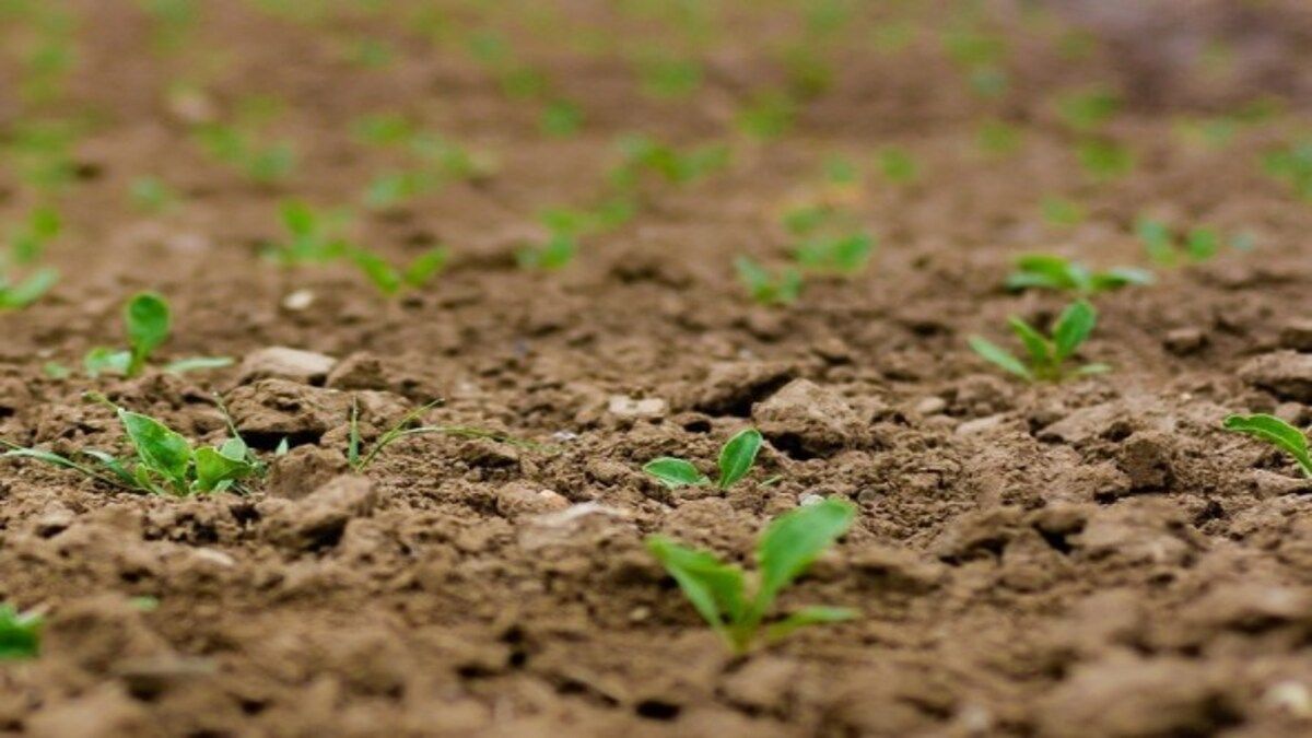 Як підготувати грядку під посадку моркви Як підготувати грядку під посадку моркви