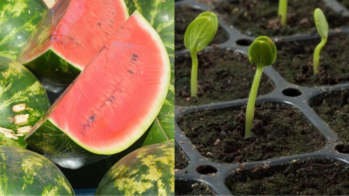 Как сажать арбузы на рассаду Как сажать арбузы на рассаду
