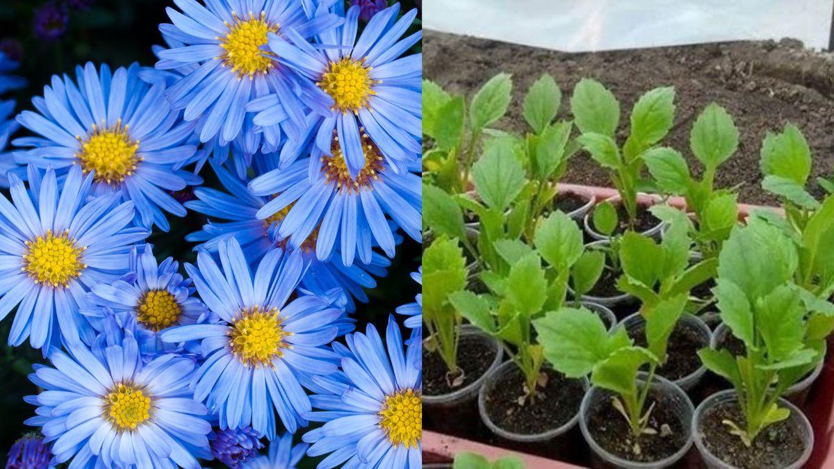 Как сеять астры Как сеять астры