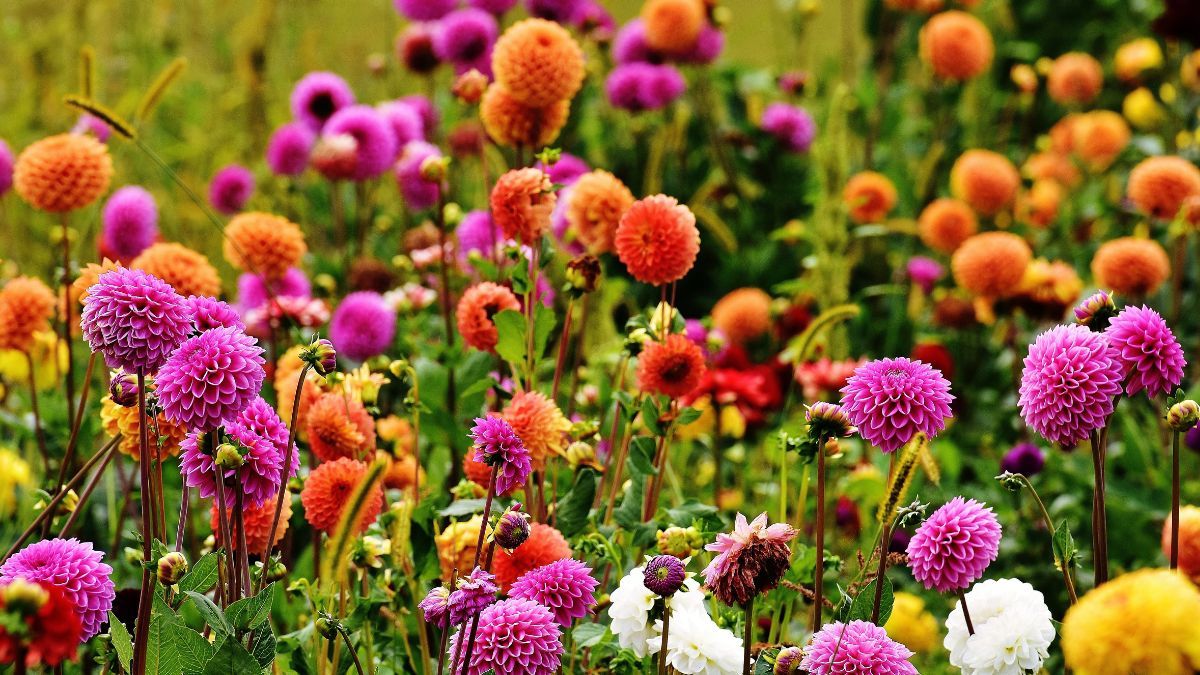 Квіти, які люблять сонце Квіти, які люблять сонце