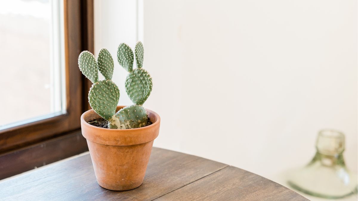 Як доглядати за кактусами Як доглядати за кактусами