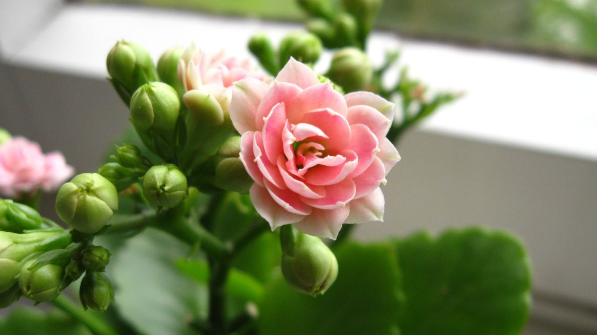 Цветы, которые не нужно поливать Цветы, которые не нужно поливать