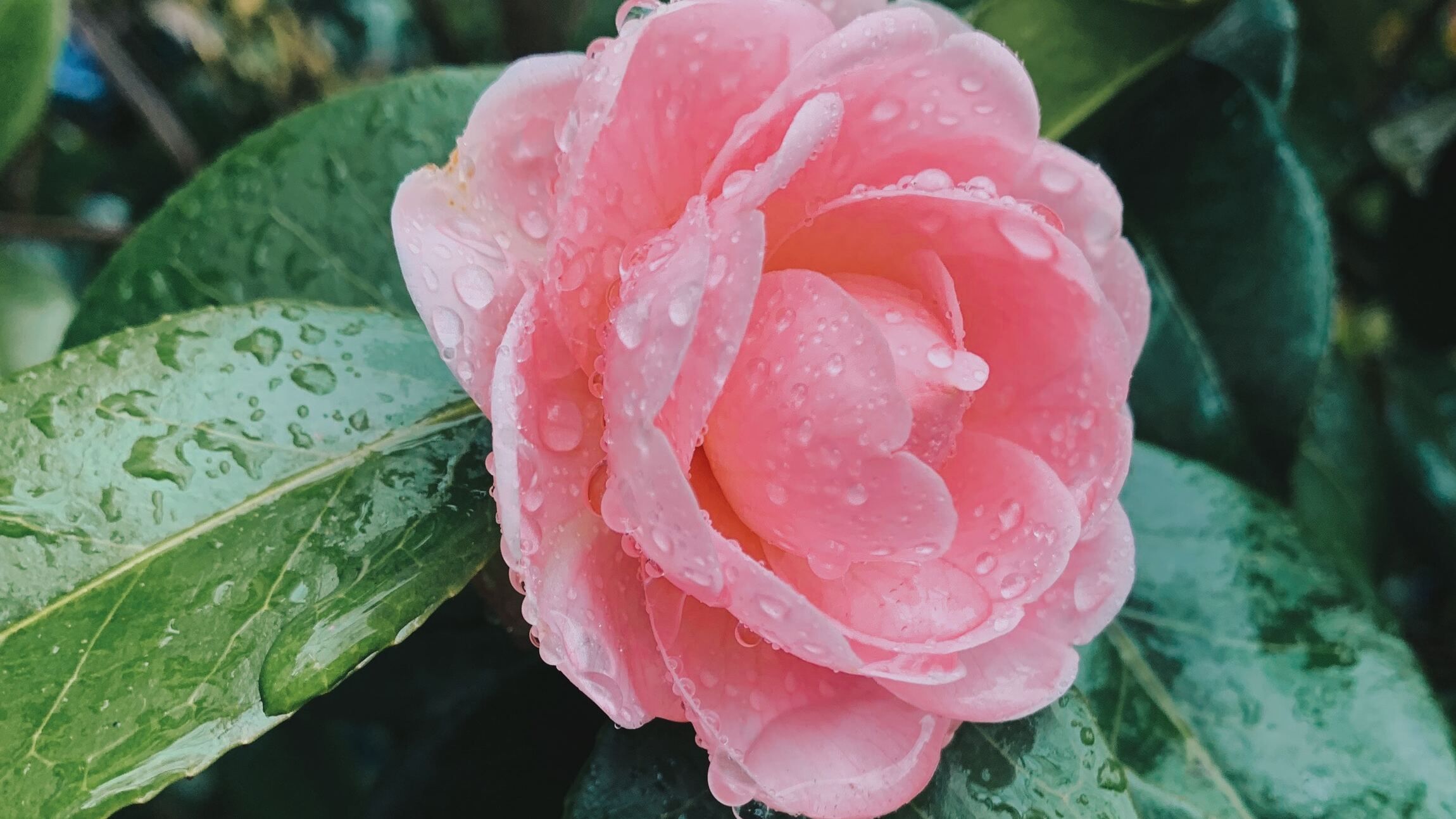 30 квітня -- яке сьогодні свято і що не можна робити, іменини та прикмети 30 квітня -- яке сьогодні свято і що не можна робити, іменини та прикмети