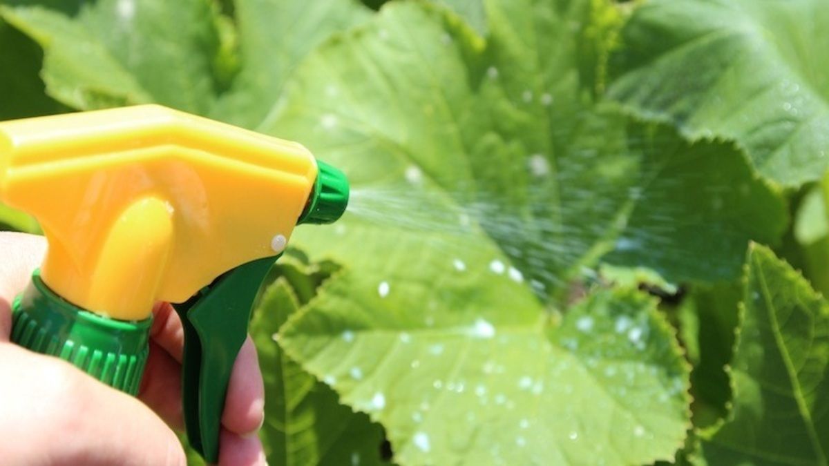 Чем подкармливать огурцы Чем подкармливать огурцы