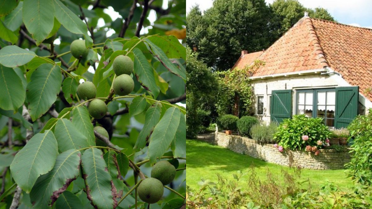 Чому не можна садити горіх біля хати Чому не можна садити горіх біля хати