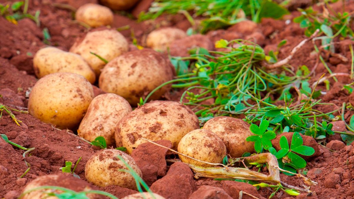 Чим не можна удобрювати картоплю 