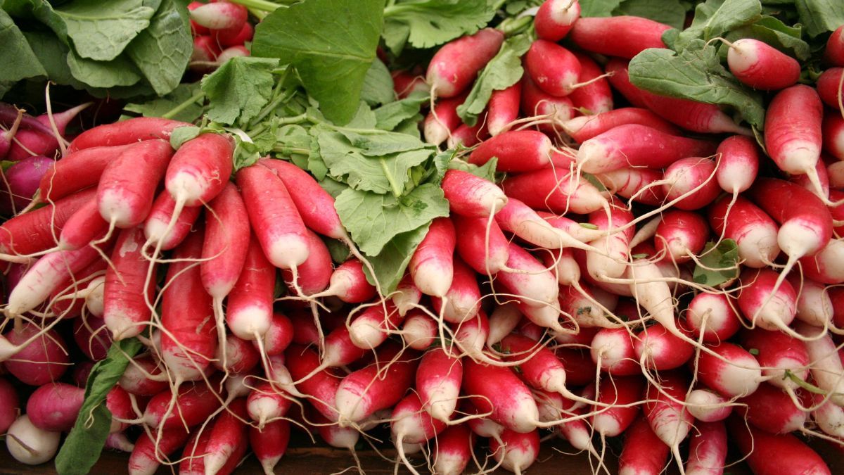 Как правильно сеять редиску Как правильно сеять редиску