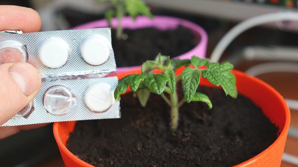 Раствор аспирина для рассады Раствор аспирина для рассады