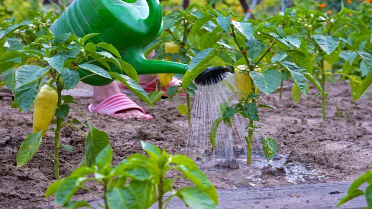 Чем подкормить перец Чем подкормить перец