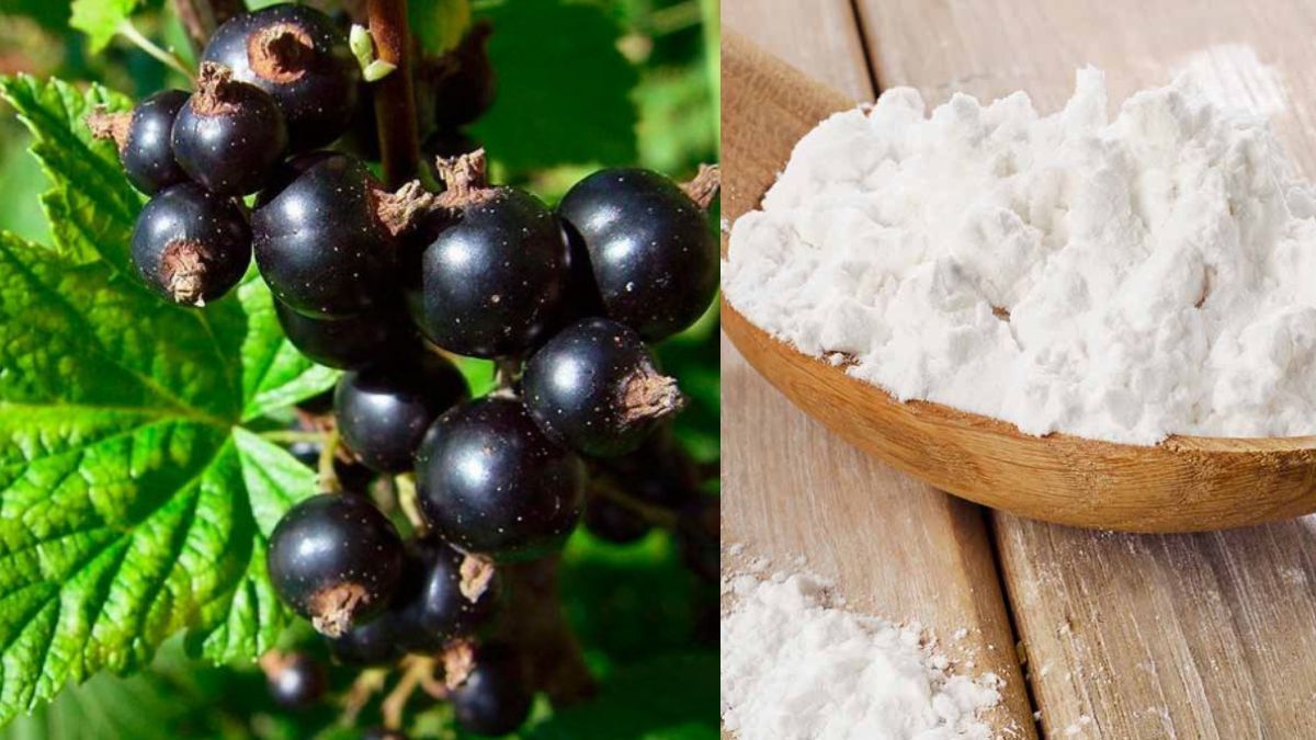 Как подкармливать смородину крахмалом Как подкармливать смородину крахмалом