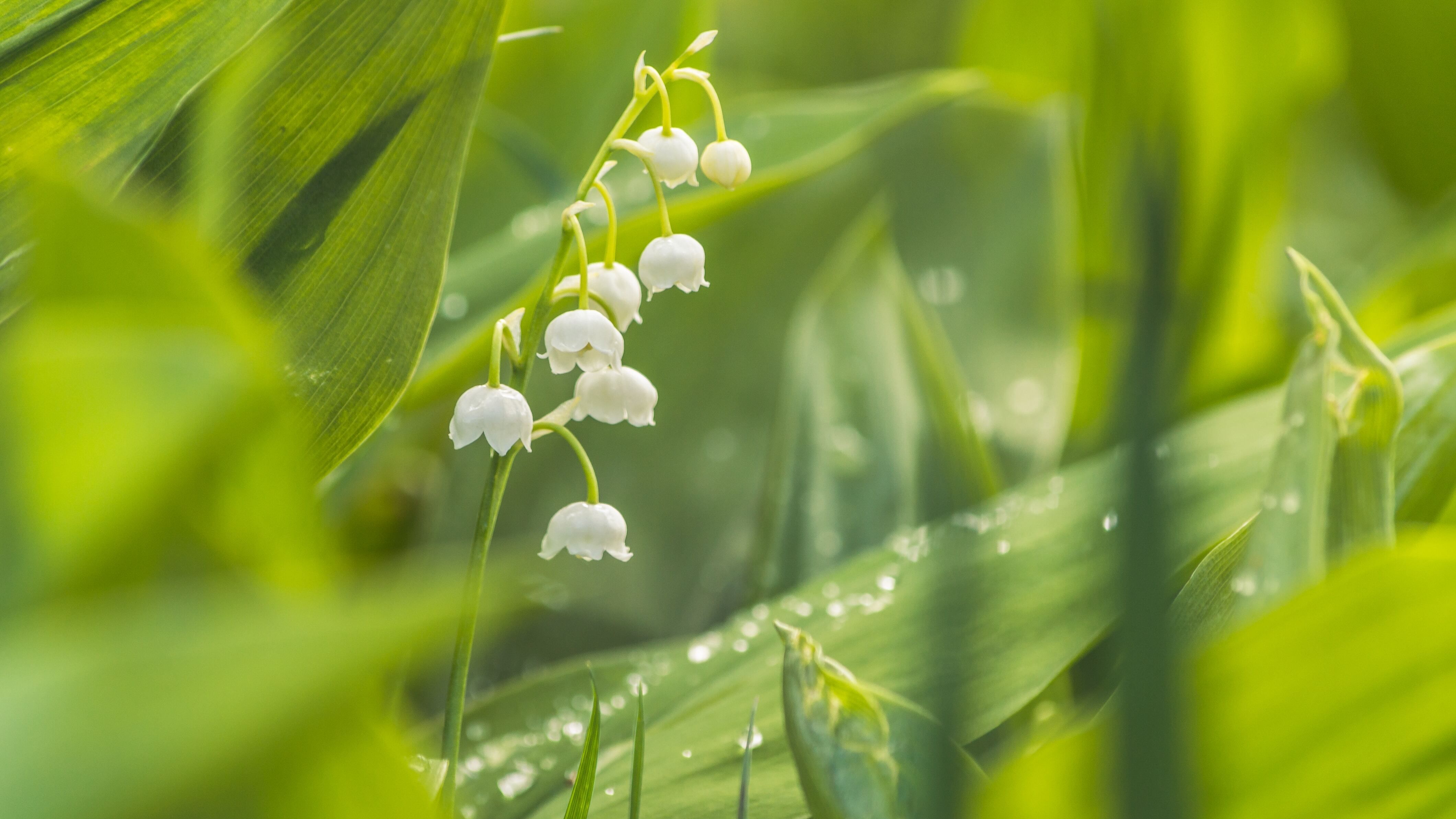 2 травня - яке сьогодні свято і що не можна робити, іменини і прикмети 2 травня - яке сьогодні свято і що не можна робити, іменини і прикмети