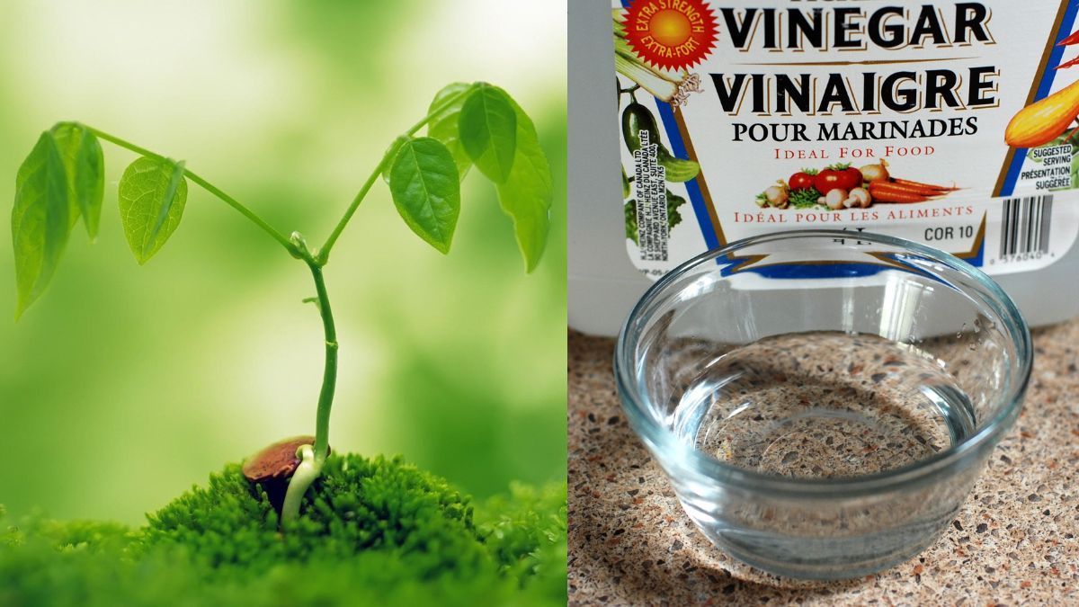 Оцет для догляду рослин Оцет для догляду рослин