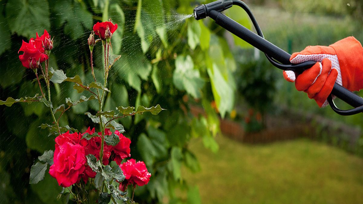 Як захистити троянди від попелиці Як захистити троянди від попелиці