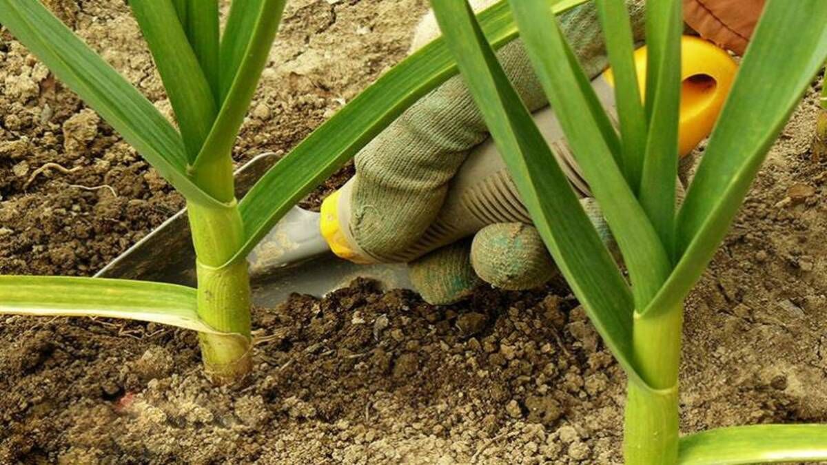 Що робити з пожовтілим пір'ям часнику Що робити з пожовтілим пір'ям часнику