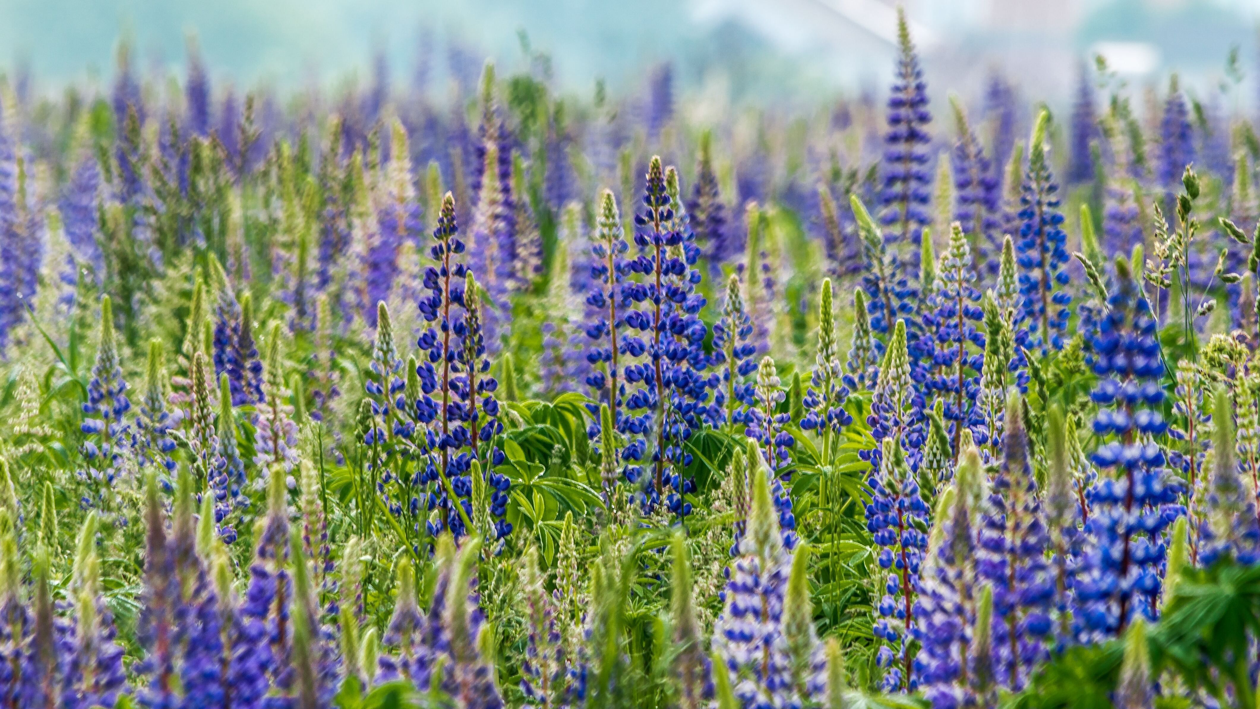 3 травня 2023 - яке сьогодні свято і що не можна робити, прикмети 3 травня 2023 - яке сьогодні свято і що не можна робити, прикмети