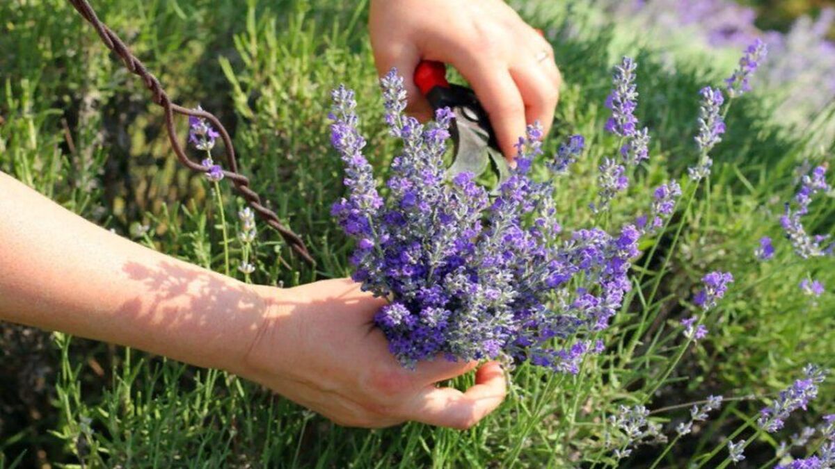 Як підстригати лаванду Як підстригати лаванду
