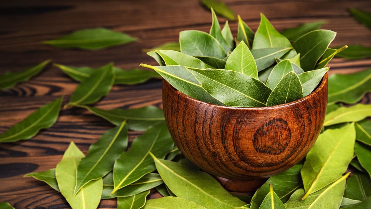 Лавровое письмо в цветоводстве Лавровое письмо в цветоводстве