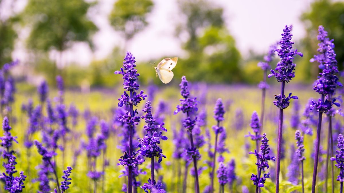 Какие цветы похожи на лаванду Какие цветы похожи на лаванду
