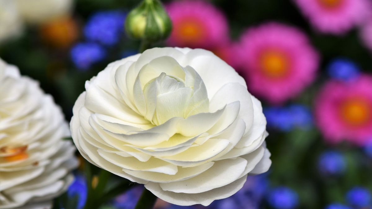 Какие цветы похожи на розы? Какие цветы похожи на розы?