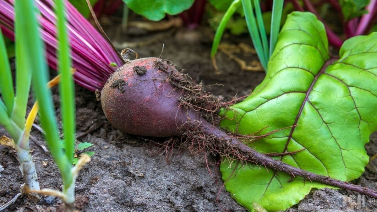 Что посадить возле свеклы на грядке Что посадить возле свеклы на грядке