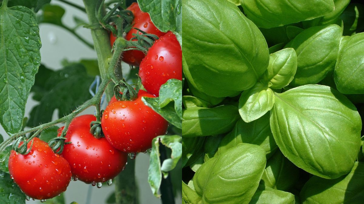 Чому біля помідорів треба садити базилік Чому біля помідорів треба садити базилік