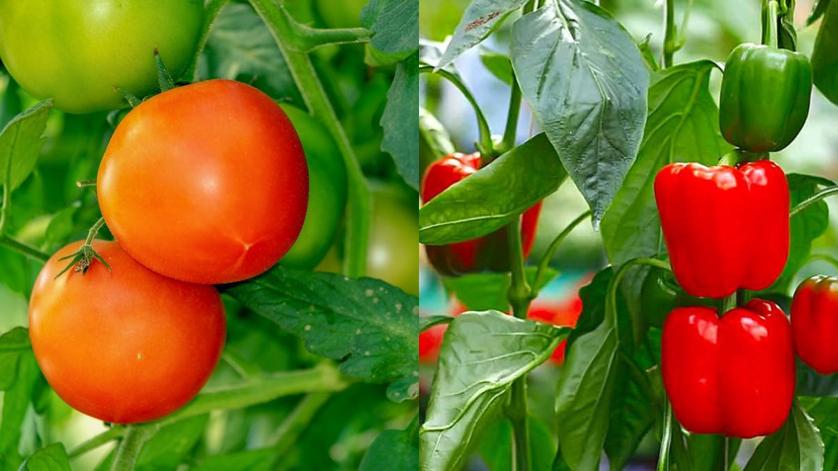 Чим поливати помідори і перець