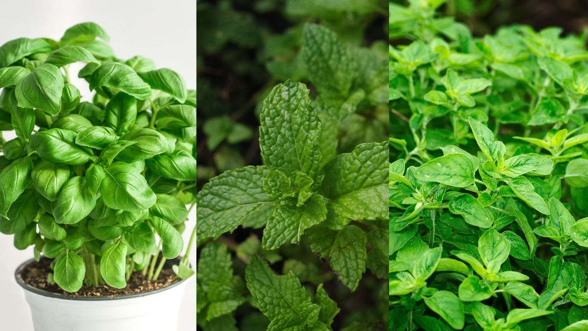 Что отпугивает улиток Что отпугивает улиток