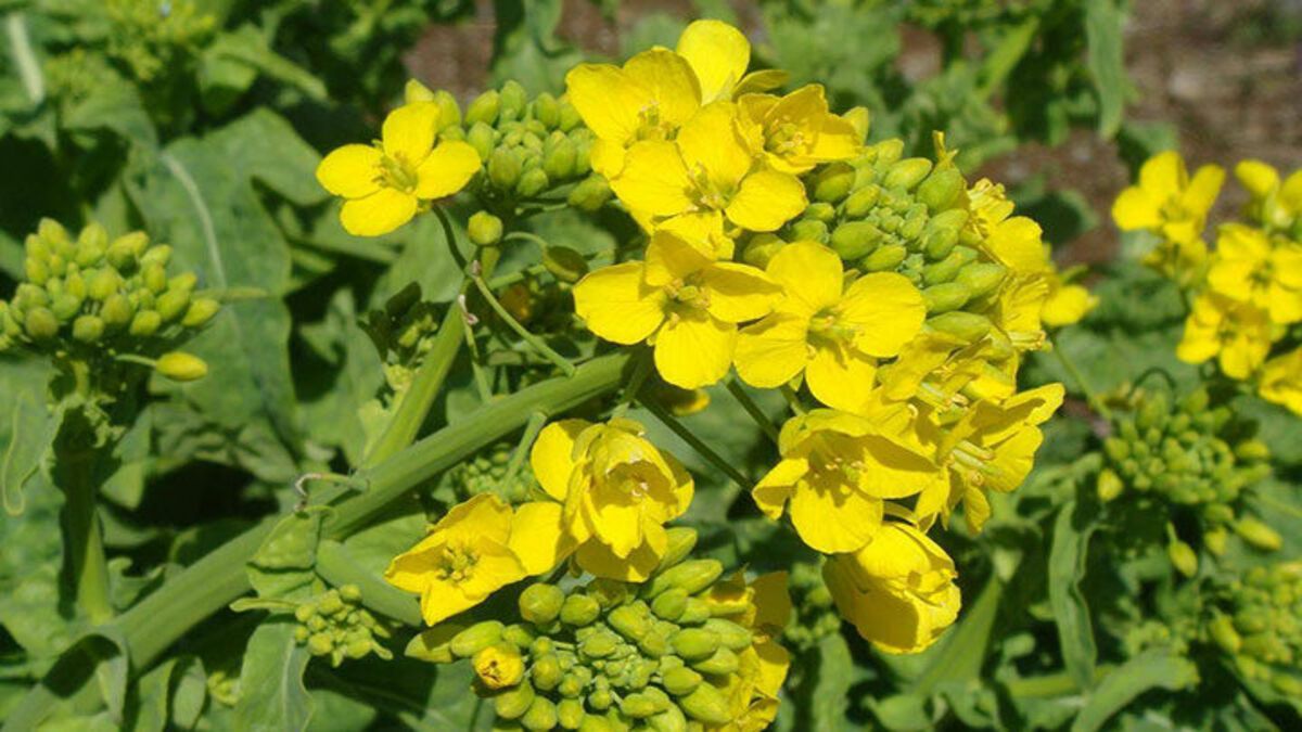 Чому на грядці треба сіяти гірчицю Чому на грядці треба сіяти гірчицю