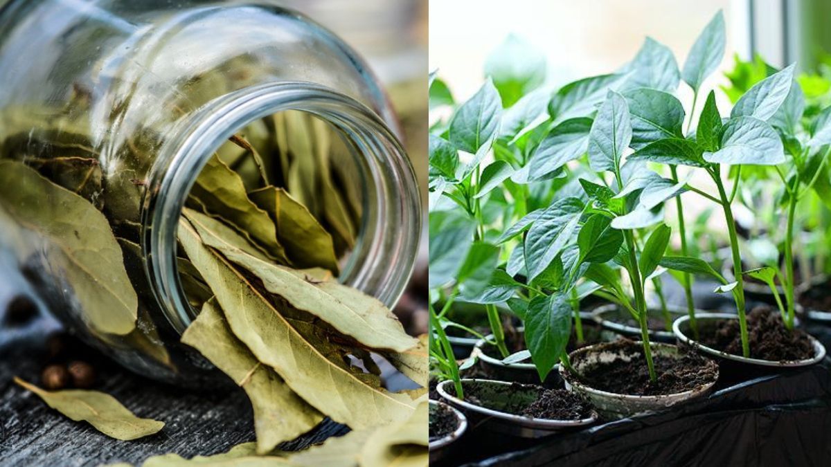 Що обов’язково треба додати в розсаду перцю та помідорів Що обов’язково треба додати в розсаду перцю та помідорів