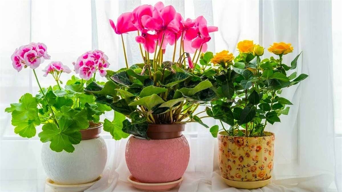 Чем подкормить комнатные цветы Чем подкормить комнатные цветы