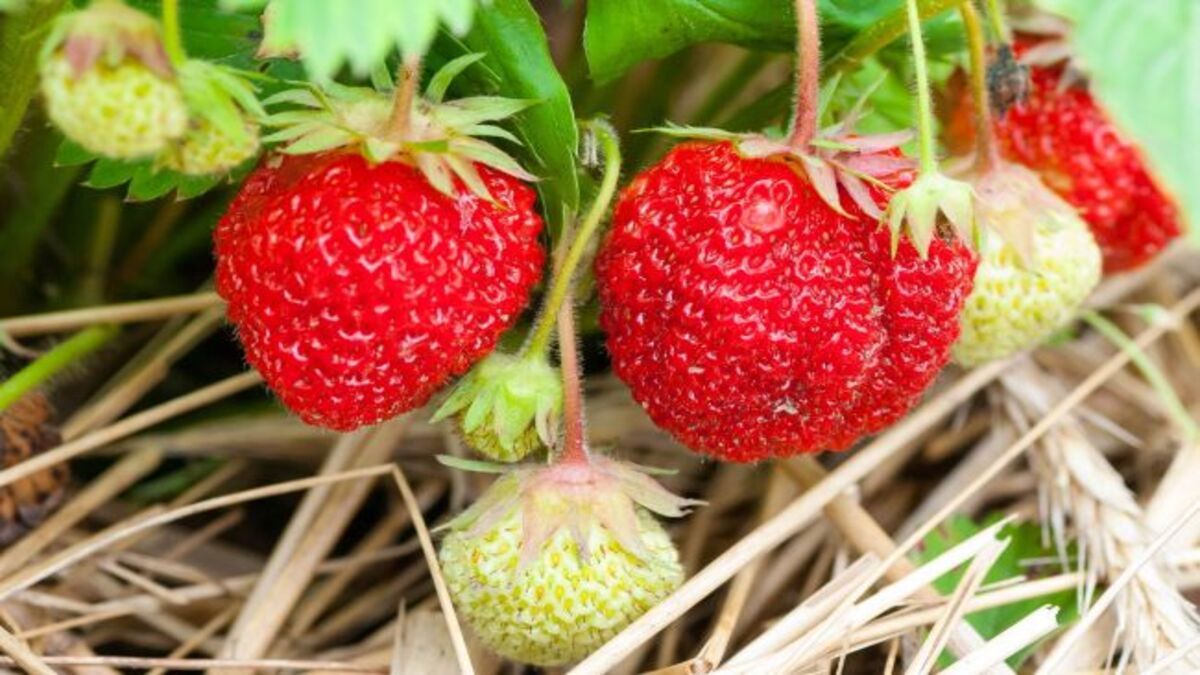 Чем подкормить клубнику во время цветения Чем подкормить клубнику во время цветения