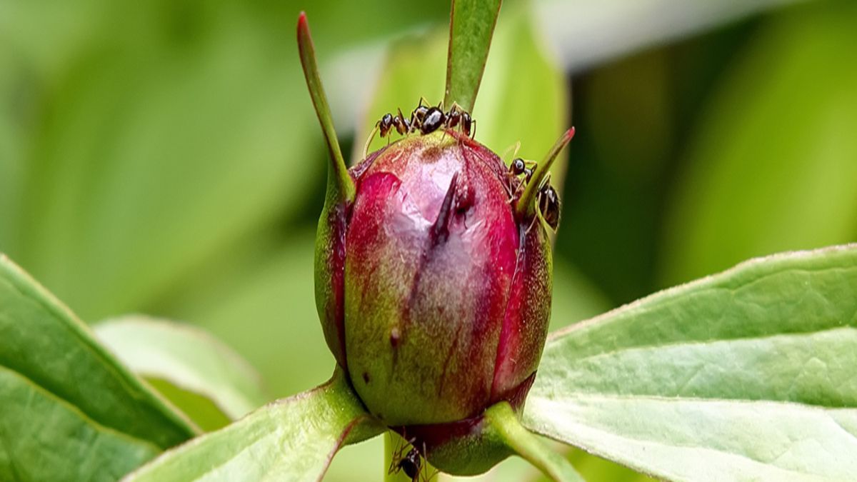 Как избавиться от муравьев на огороде Как избавиться от муравьев на огороде