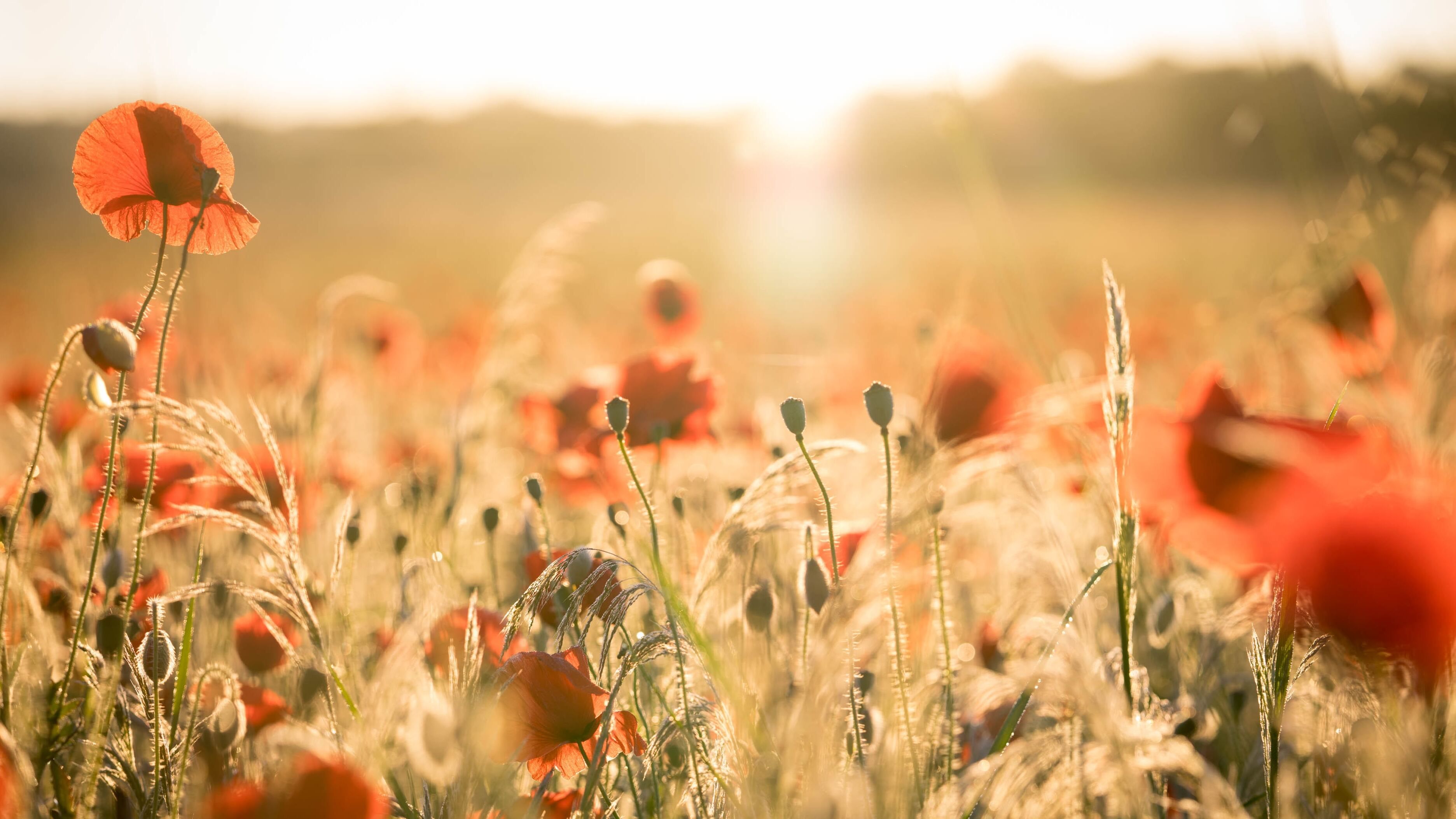 9 мая в Украине – какой сегодня праздник и что нельзя делать 9 мая в Украине – какой сегодня праздник и что нельзя делать