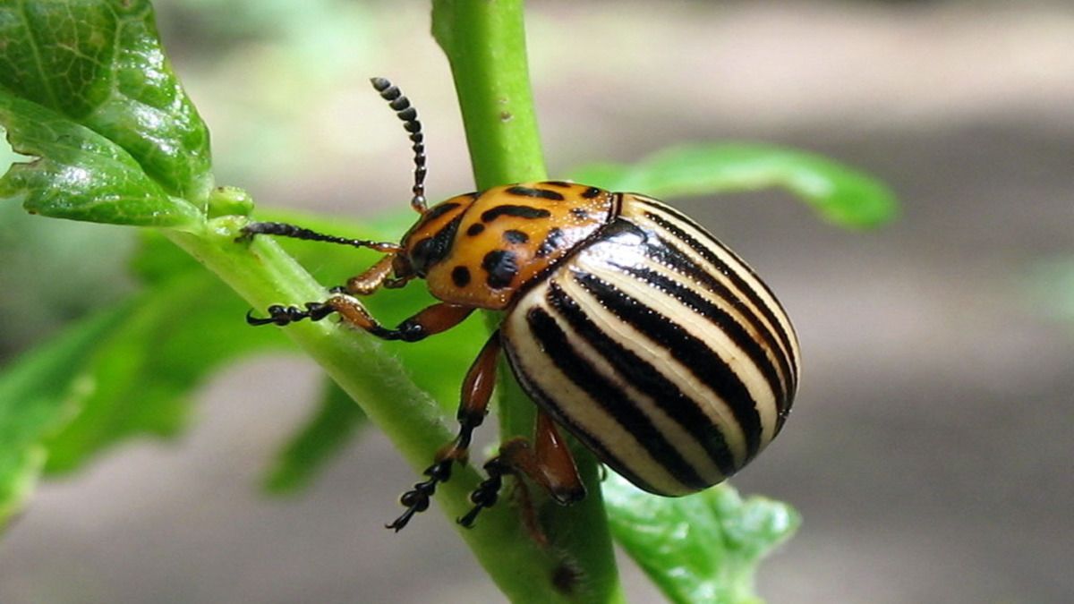 Як захистити картоплю від колорадського жука Як захистити картоплю від колорадського жука