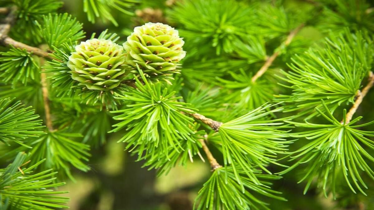 Хвойные растения, которые следует посадить дома Хвойные растения, которые следует посадить дома