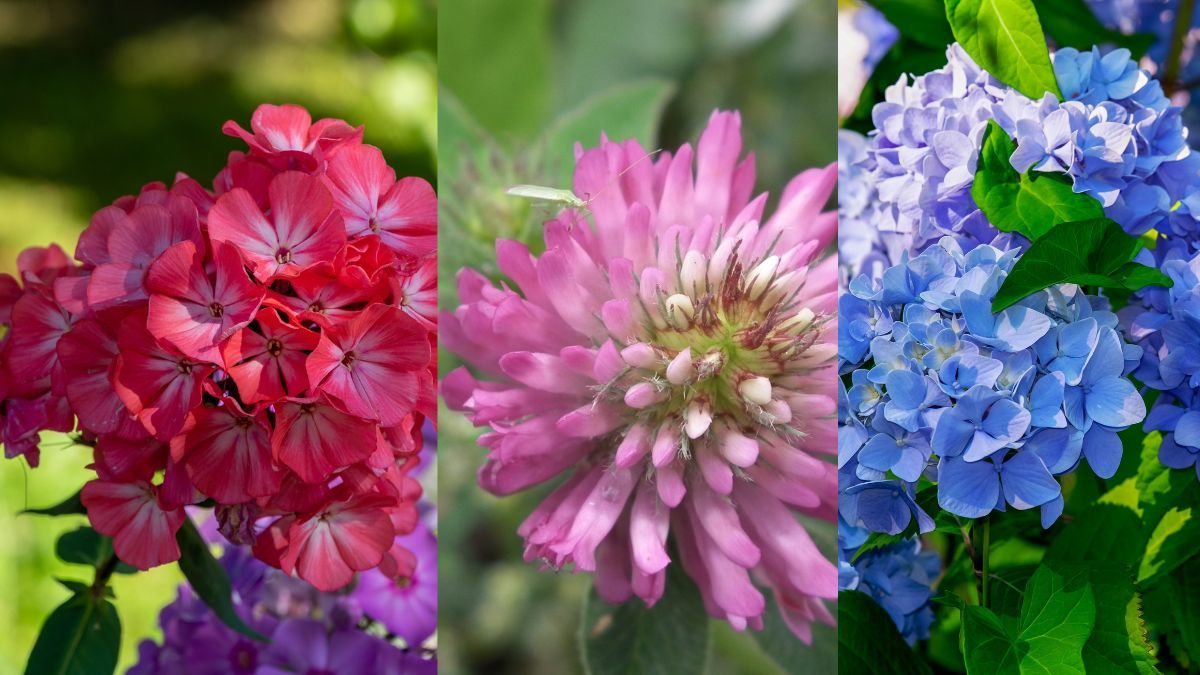 Які рослини не можна садити біля троянд Які рослини не можна садити біля троянд