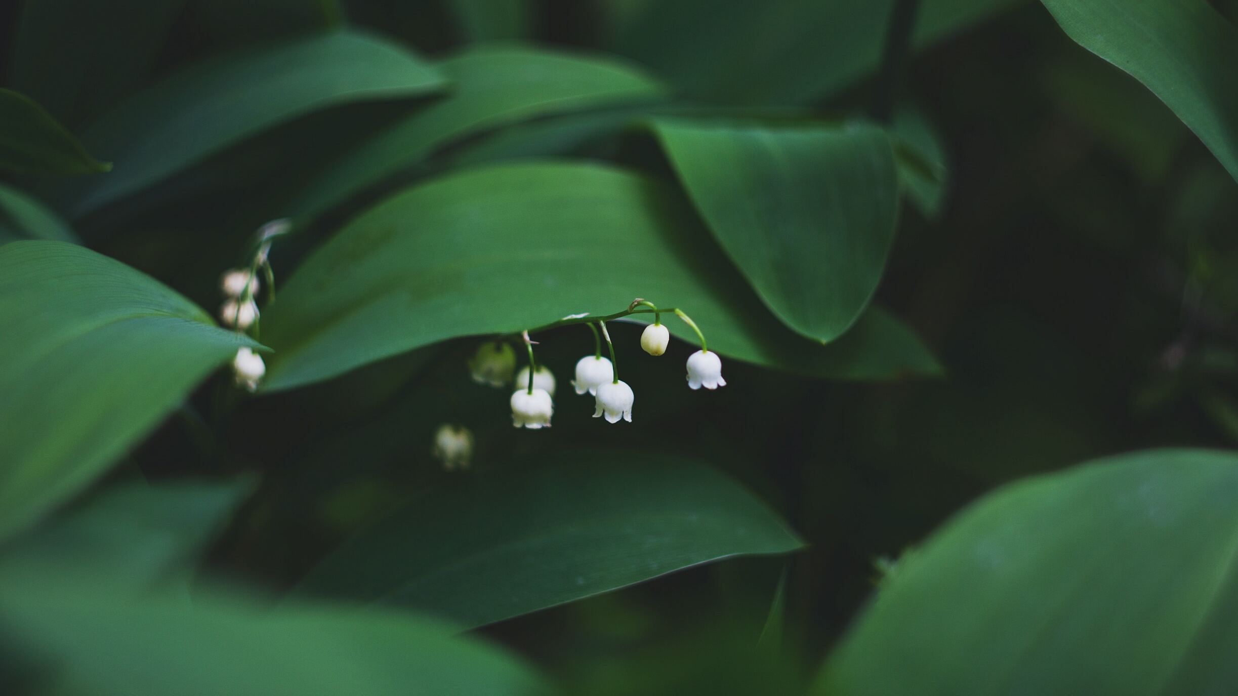 10 мая праздник – что нельзя делать сегодня, кто празднует именины 10 мая праздник – что нельзя делать сегодня, кто празднует именины