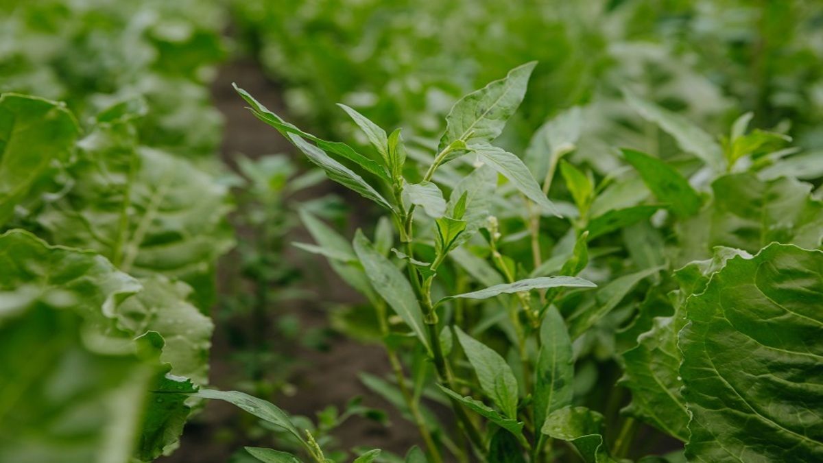 Як приготувати добриво з бур’янів Як приготувати добриво з бур’янів