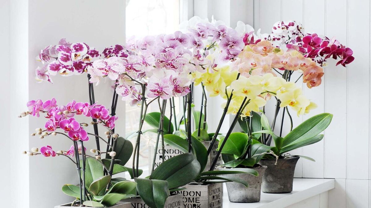 Как поливать орхидею, чтобы цвела весь год