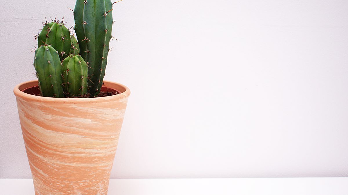 Як часто треба поливати кактус Як часто треба поливати кактус