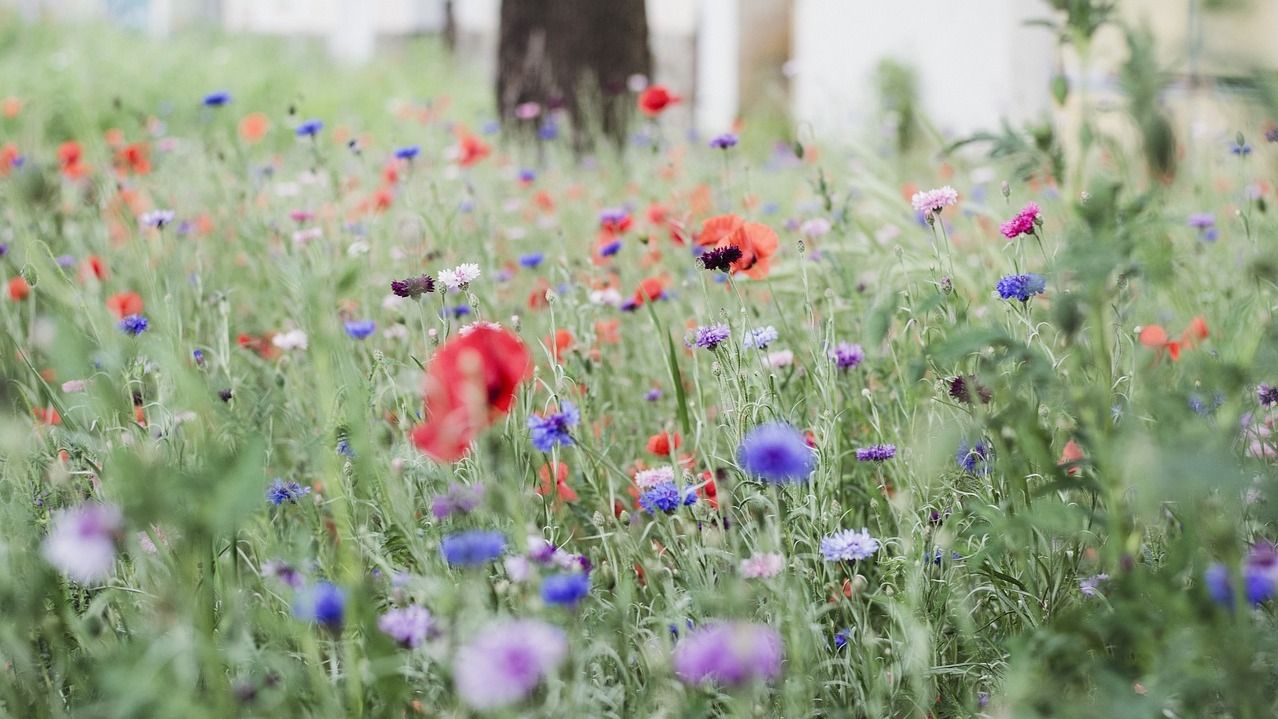 Яке свято 11 травня Яке свято 11 травня