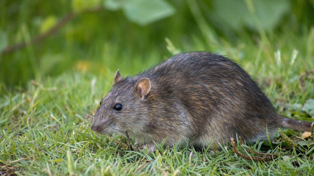 Що посадити на городі, щоб не було мишей