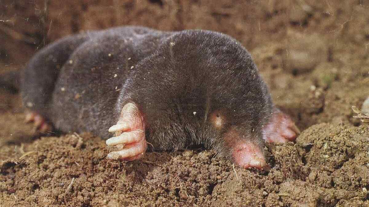 Як позбутися кротів на городі Як позбутися кротів на городі