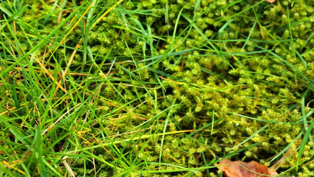 Як позбутися від моху Як позбутися від моху