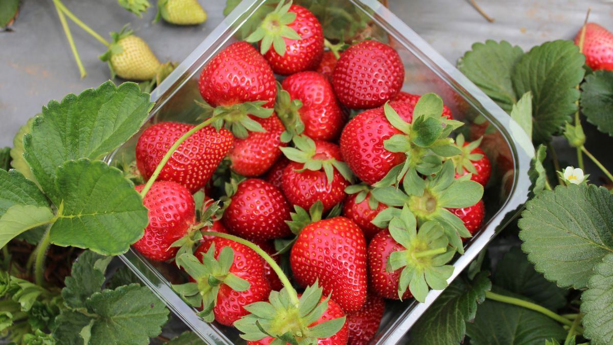 Самые распространенные ошибки при выращивании клубники Самые распространенные ошибки при выращивании клубники