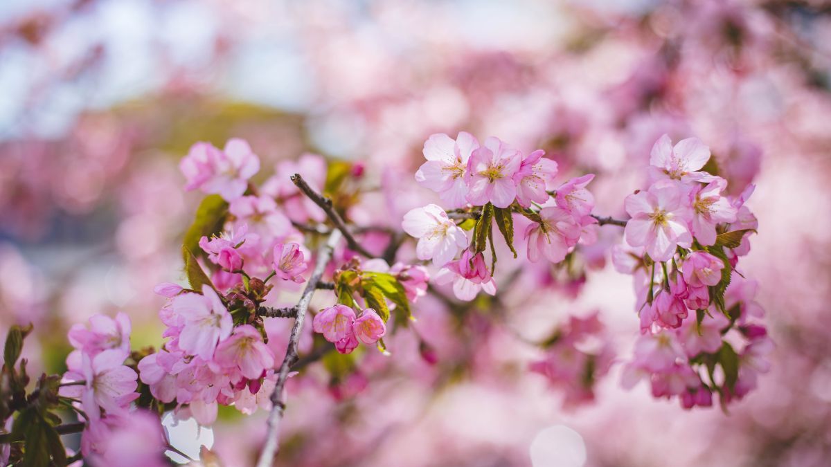 Как вырастить сакуру из веточки Как вырастить сакуру из веточки