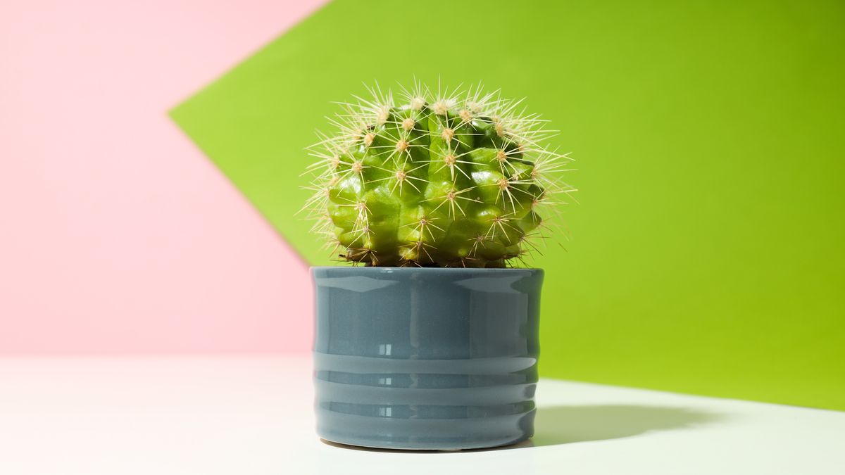 Як пересаджувати кактуси, щоб не вколотися Як пересаджувати кактуси, щоб не вколотися