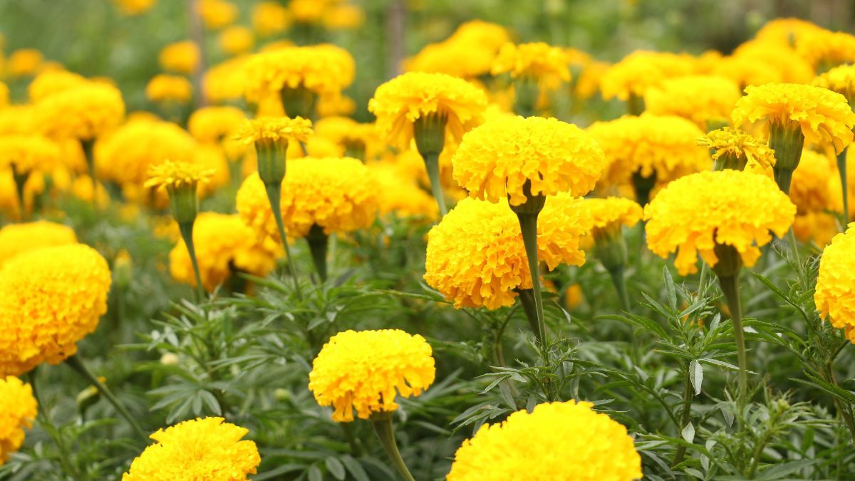 Почему на огороде нужно сажать бархатцы Почему на огороде нужно сажать бархатцы